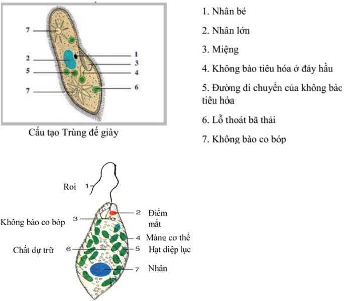 Giáº£i vá» bÃ i táº­p Sinh há»c 7 | Giáº£i VBT Sinh há»c 7