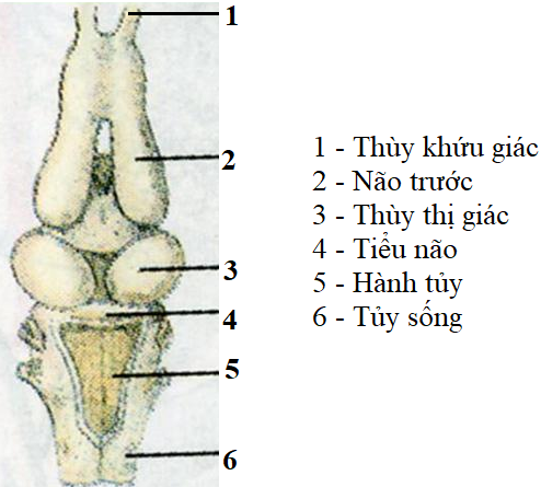Giáº£i vá» bÃ i táº­p Sinh há»c 7 | Giáº£i VBT Sinh há»c 7