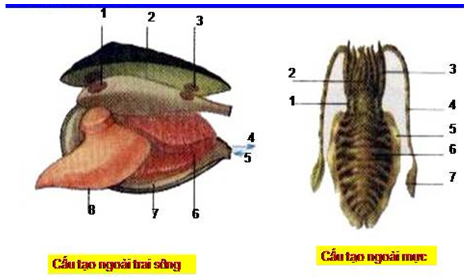Giáº£i vá» bÃ i táº­p Sinh há»c 7 | Giáº£i VBT Sinh há»c 7