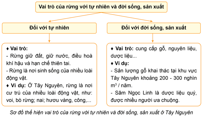 Lịch Sử và Địa Lí lớp 4 Cánh diều Bài 15: Thiên nhiên vùng Tây Nguyên (ảnh 8)