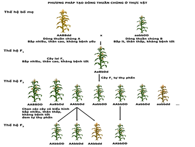 Lý thuyết Sinh học 12 Bài 18: Chọn giống vật nuôi và cây trồng dựa trên nguồn biến dị tổ hợp | Lý thuyết Sinh học 12 đầy đủ, chi tiết nhất